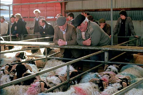 Irish farmers looking fresh to death