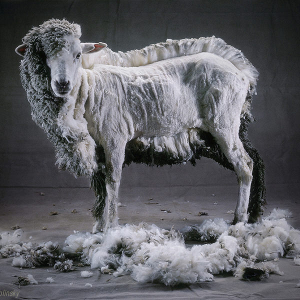 Half-Shorn Sheep, by photographer Cary Wolinsky, 1986